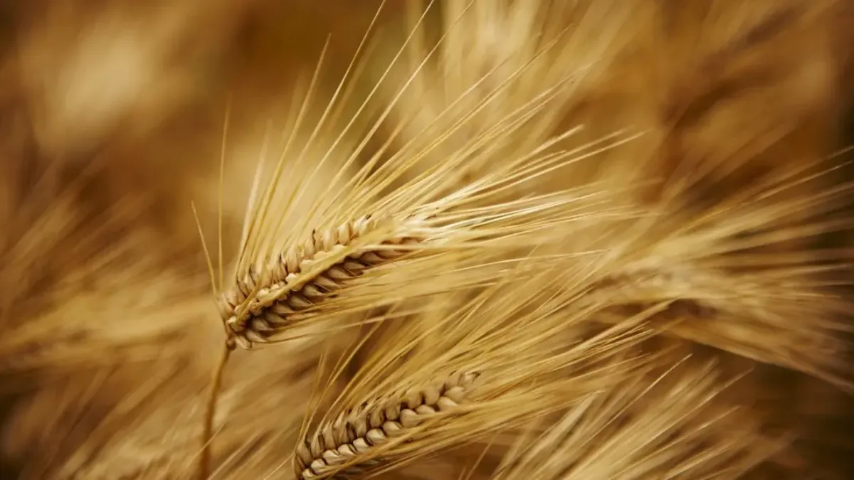 barley image