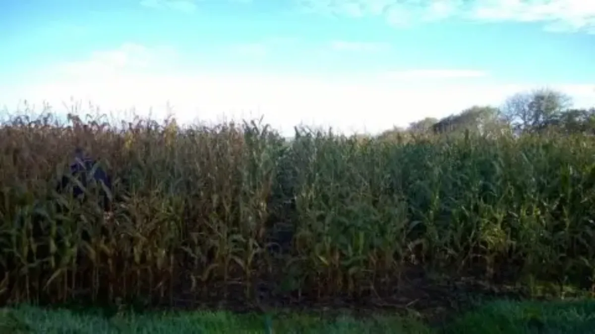 Maize-Treated